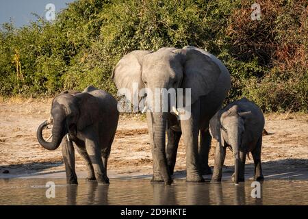 Petit troupeau d'éléphants debout au bord de l'eau potable Dans la lumière chaude de l'après-midi à Savuti au Botswana Banque D'Images