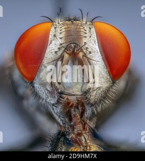 Mouche de chair (Sarcophaga spp.) Banque D'Images