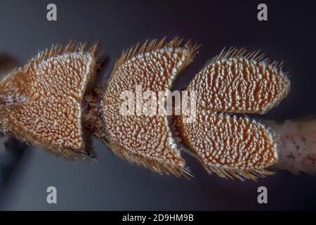 Pied de l'arnaque de la racine de Palo Verde, également Paloo Verde Beetle, Derobrachus geminatus et Derobrachus hovorei Banque D'Images