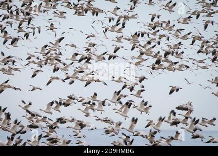 Richmond, Canada. 5 novembre 2020. Des troupeaux d'oies des neiges volent dans le ciel près d'un champ du sentier West Dyke à Richmond (Colombie-Britannique), Canada, le 5 novembre 2020. Credit: Liang Sen/Xinhua/Alay Live News Banque D'Images