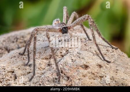 Araignée crabe géant, Olios giganteus Banque D'Images