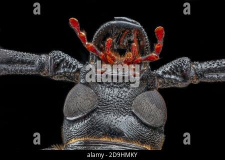 Dessous de la tête montrant les yeux composés enveloppants, l'arnaque de la racine de Palo Verde, également le palo Verde Beetle, Derobrachus geminatus et Derobrachus hovorei Banque D'Images