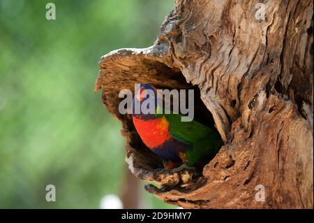 Ce Lorikeet arc-en-ciel regarde le ciel depuis son trou de nid dans un vieil arbre - et dit à son compagnon - il ressemble à la pluie cher! Banque D'Images