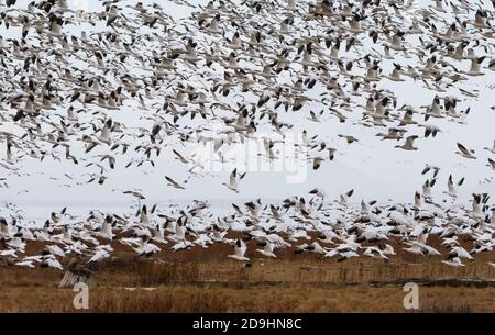 Richmond, Canada. 5 novembre 2020. Des troupeaux de bernaches des neiges se trouvent sur un terrain du sentier West Dyke, à Richmond (Colombie-Britannique), Canada, le 5 novembre 2020. Credit: Liang Sen/Xinhua/Alay Live News Banque D'Images