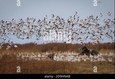 Richmond, Canada. 5 novembre 2020. Des troupeaux d'oies des neiges sortent d'un champ, sur le sentier West Dyke, à Richmond (Colombie-Britannique), Canada, le 5 novembre 2020. Credit: Liang Sen/Xinhua/Alay Live News Banque D'Images