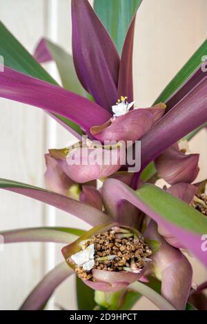 Inflorescence Tradescantia spathacea. Fleur blanche du nénuphars ou Moïse dans le berceau en fleur. Vue verticale Banque D'Images