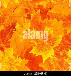 motif sans couture avec diverses feuilles d'érable d'automne Banque D'Images
