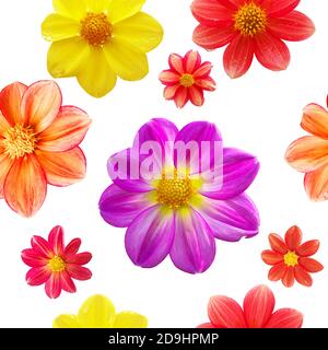 motif sans couture avec têtes de fleurs rouges, orange, jaunes et violettes isolées sur fond blanc Banque D'Images
