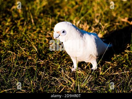 Le Cockatoo de Goffin est un véritable coucher de soleil dans le jardin botanique royal de Sydney Banque D'Images