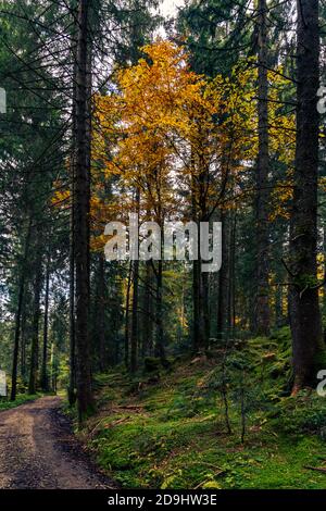 ein leuchtender Laubbaum steht im dunklen Wald. Herbstfarben und dunkle Fichten. Arbre de couleur automnale dans la forêt sombre. Leuchtender Kontrast. Lumière Banque D'Images