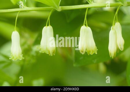 Le sceau de Salomon (Polygonatum) fleurs gros plan Banque D'Images