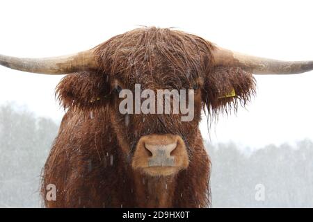 Vache des Highlands debout dans la neige qui tombe en hiver, gros bétail des hautes terres Banque D'Images
