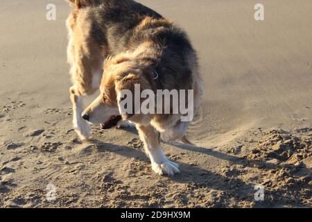 Faites du mal à un chien qui se promenne sur le sable, sur la plage seule, à l'heure d'or Banque D'Images