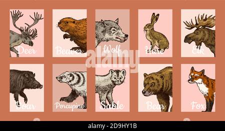 Banderoles pour animaux sauvages de style vintage. Forêt Deer Beaver Elk Wolf Bear Fox Marten Badger Boar Hare. Affiches ou arrière-plans monochromes rétro. Nord Illustration de Vecteur