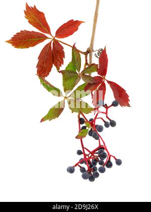 Brindilles de Virginie avec baies isolées sur blanc, Parthenocissus quinquefolia Banque D'Images