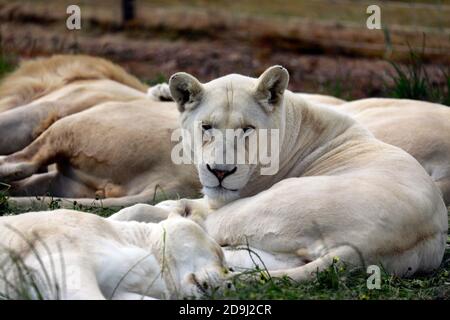 La lionne blanche , Panthera leo krugeri, avec sa famille dans le parc du lion Drakenstein, Klapmuts, province du Cap occidental, Afrique du Sud Banque D'Images