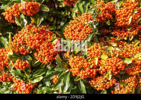 Orange vif / rouge Pyracantha Firethorn baies en automne, Angleterre, Royaume-Uni Banque D'Images