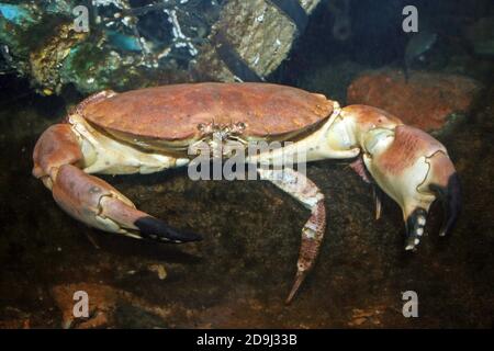 Pagurus de cancer du crabe comestible - mâle sous l'eau Banque D'Images