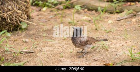 Oiseau de bulbul à ventilation rouge sur le sol à la recherche d'insectes pour la nourriture tout en étant en pleine alerte de l'environnement. Banque D'Images