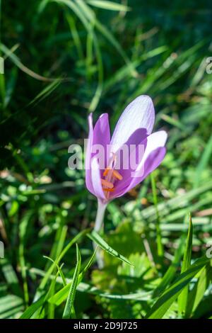 Colchicum alpinum fleurs sauvages vue rapprochée dans le Parc national de la Vanoise, France Banque D'Images