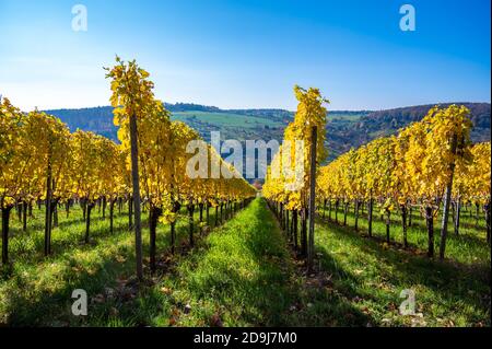 Struempfelbach - vignobles de la région de Weinstadt - magnifique paysage à l'autum près de Stuttgart, Bade-Wurtemberg, Allemagne Banque D'Images