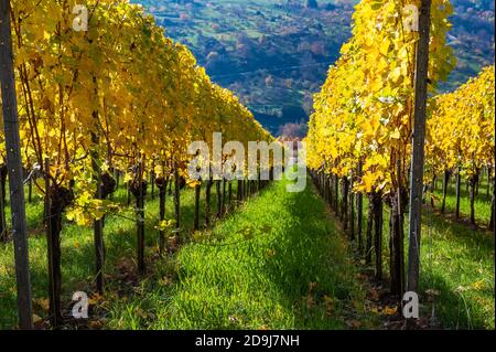 Struempfelbach - vignobles de la région de Weinstadt - magnifique paysage à l'autum près de Stuttgart, Bade-Wurtemberg, Allemagne Banque D'Images