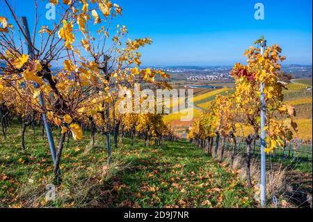 Struempfelbach - vignobles de la région de Weinstadt - magnifique paysage à l'autum près de Stuttgart, Bade-Wurtemberg, Allemagne Banque D'Images