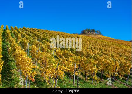 Struempfelbach - vignobles de la région de Weinstadt - magnifique paysage à l'autum près de Stuttgart, Bade-Wurtemberg, Allemagne Banque D'Images