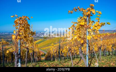 Struempfelbach - vignobles de la région de Weinstadt - magnifique paysage à l'autum près de Stuttgart, Bade-Wurtemberg, Allemagne Banque D'Images