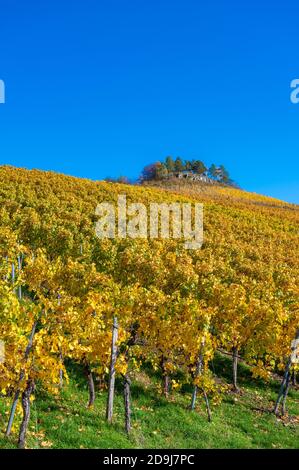 Struempfelbach - vignobles de la région de Weinstadt - magnifique paysage à l'autum près de Stuttgart, Bade-Wurtemberg, Allemagne Banque D'Images