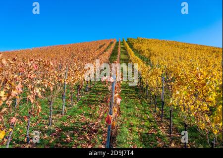 Struempfelbach - vignobles de la région de Weinstadt - magnifique paysage à l'autum près de Stuttgart, Bade-Wurtemberg, Allemagne Banque D'Images