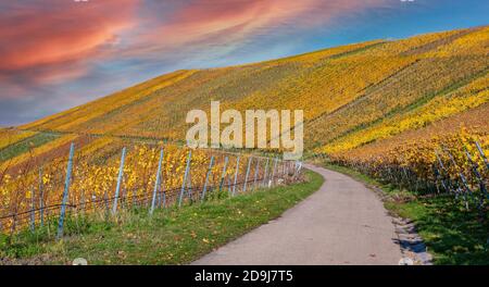 Struempfelbach - vignobles de la région de Weinstadt - magnifique paysage à l'autum près de Stuttgart, Bade-Wurtemberg, Allemagne Banque D'Images