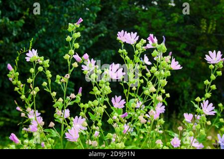 Althaea officinalis, ou fleurs de mash-malow sur fond vert de prairie Banque D'Images