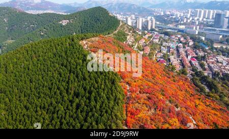 Vue aérienne de la montagne de Xiezi, où des arbres de différentes couleurs des deux côtés de la montagne divisent la montagne en demi rouge et demi vert à Jinan Banque D'Images