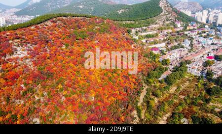 Vue aérienne de la montagne de Xiezi, où des arbres de différentes couleurs des deux côtés de la montagne divisent la montagne en demi rouge et demi vert à Jinan Banque D'Images