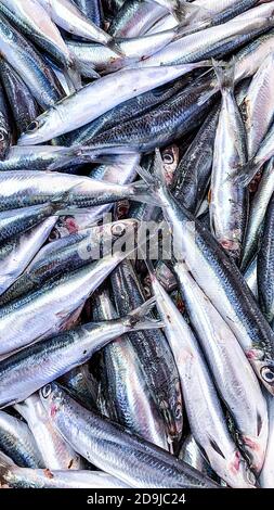 Texture de fond des sardines ou des pilchards entiers frais et sains en gros plan en plein écran Banque D'Images