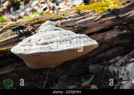 Fomes fomentarius (connu sous le nom de champignon de l'urine, champignon de l'urine fausse, champignon du sabot, conk de l'urine, polypore de l'urine ou champignon de l'homme de glace) sur le tronc d'arbre tombé Banque D'Images