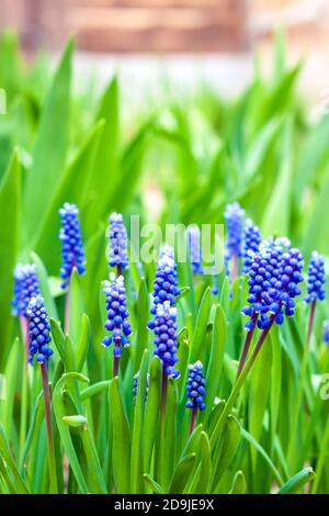 Grape hyacinth (Muscari armeniacum) au printemps Banque D'Images