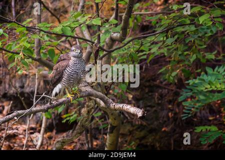 Le sparrowhawk eurasien (Accipiter nisus), également connu sous le nom de sparrowhawk du nord ou simplement le sparrowhawk assis sur une branche au-dessus de la rivière. Banque D'Images