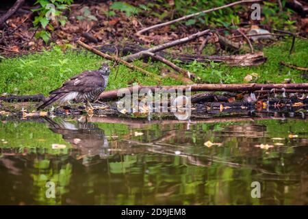 Le sparrowhawk eurasien (Accipiter nisus), également connu sous le nom de sparrowhawk du nord ou simplement le sparrowhawk assis à la rivière. Banque D'Images