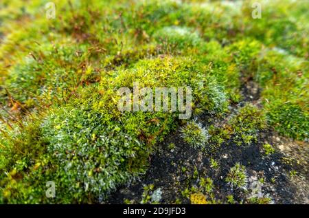gros plan de la mousse de jardin qui pousse sur un mur Banque D'Images