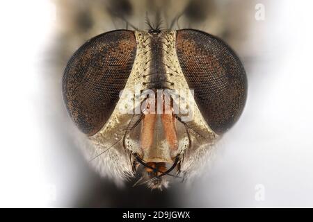 Macro photographie de Head of Dead housefly isolée sur blanc Arrière-plan Banque D'Images