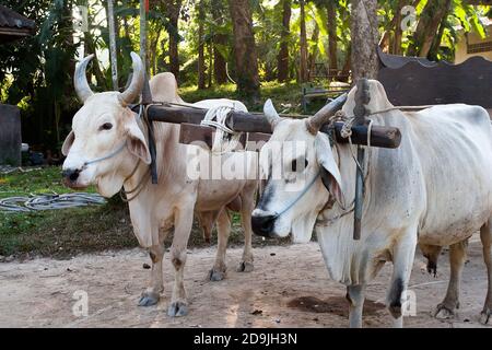 Un stand de buffles blancs est attaché à une voiturette lors d'un safari parc en Thaïlande Banque D'Images