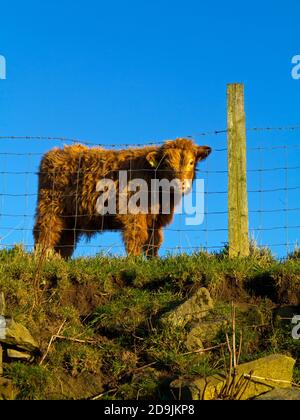 Veau de bétail des Highlands derrière une clôture en fil de fer cette race robuste est originaire d'Écosse et est capable de résister aux températures froides en raison de ses cheveux longs. Banque D'Images