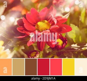 Palette de couleurs assorties à partir d'un gros plan de fleurs de chrysantemum rouge foncé. Banque D'Images