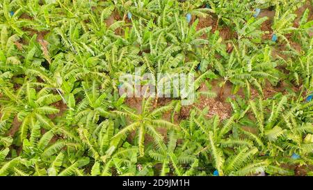 Vue aérienne des plantations de Banana à Mindanao, Philippines. Feuille de banane vert nature dans le champ. Banque D'Images