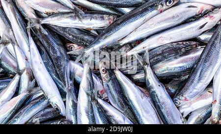 Texture de fond de sardines entières fraîches non cuites ou de pilchards riches dans les protéines et les huiles dans une vue plein cadre Banque D'Images