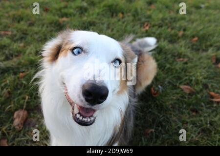 Chien à bordure heureuse collie trois Merle avec les yeux bleus le parc à gazon vert Banque D'Images