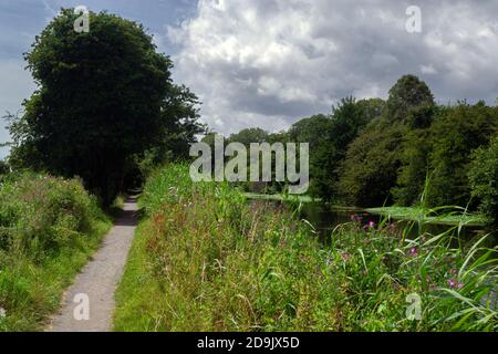 Marche sur le chemin le long du canal militaire royal dans le marais de Romney par une journée d'été ensoleillée, au milieu du feuillage luxuriant et des fleurs sauvages Banque D'Images