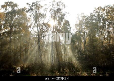 Holme, Royaume-Uni. 06e novembre 2020. Le soleil brille derrière ces arbres après le gel tôt le matin et le brouillard ont disparu pour laisser une belle journée ensoleillée près de Holme, Cambridgeshire. Crédit : Paul Marriott/Alay Live News Banque D'Images